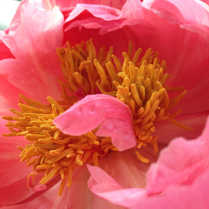 Symbolism of Spring's Most Popular Flowers
