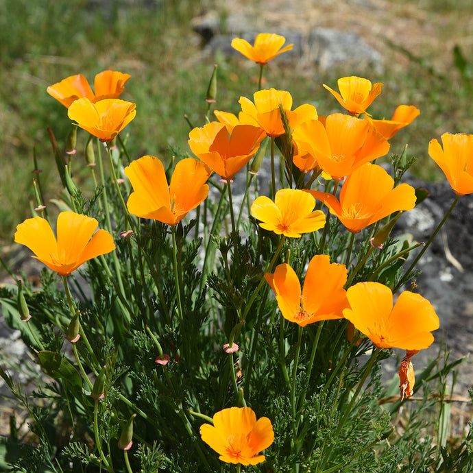 In Search of Spring Wildflowers in California